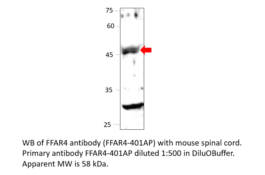 Anti-GPCR GPR120 Antibody from FabGennix (FFAR4-401AP) - Antibodies.com