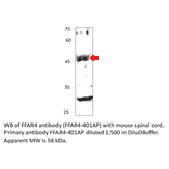 Anti-GPCR GPR120 Antibody from FabGennix (FFAR4-401AP) - Antibodies.com