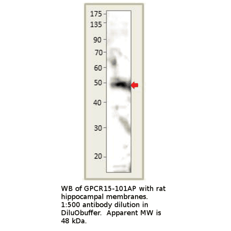 Anti-GPCR GPR15 Antibody from FabGennix (GPCR15-101AP) - Antibodies.com