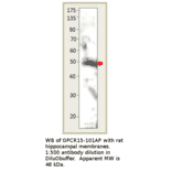 Anti-GPCR GPR15 Antibody from FabGennix (GPCR15-101AP) - Antibodies.com