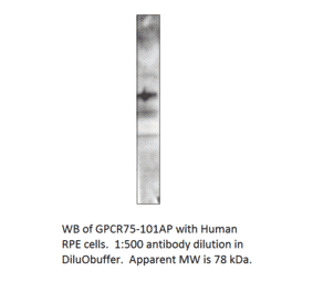 Anti-GPCR GPR75 Antibody from FabGennix (GPCR75-101AP) - Antibodies.com