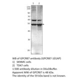 Anti-GPCR GPR87 Antibody from FabGennix (GPCR87-101AP) - Antibodies.com