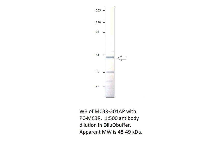 Anti-MC3 Receptor Antibody from FabGennix (MC3R-301AP) - Antibodies.com