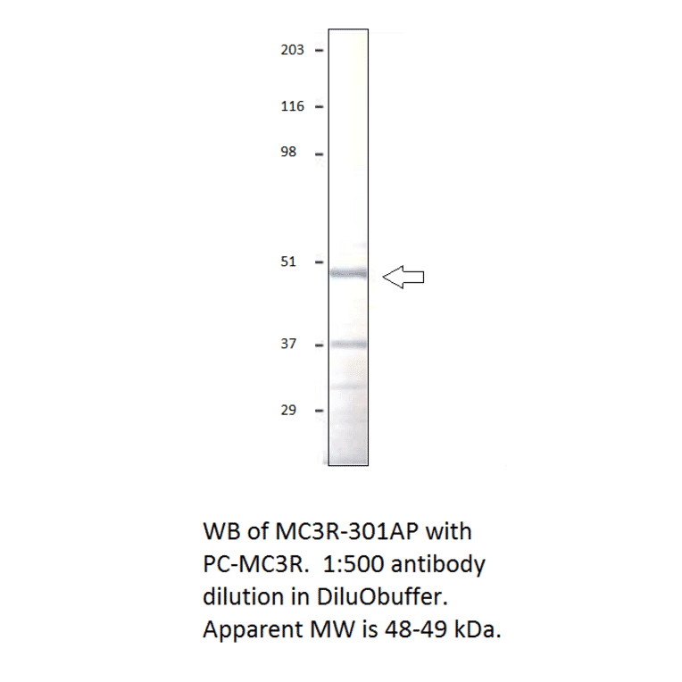 Anti-MC3 Receptor Antibody from FabGennix (MC3R-301AP) - Antibodies.com