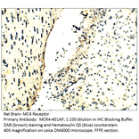 Anti-MC4 Receptor Antibody from FabGennix (MC4R-401AP) - Antibodies.com