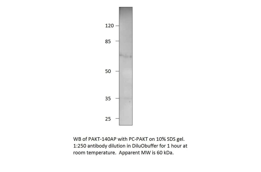 Anti-Phospho-AKT1 Antibody from FabGennix (PAKT-140AP) - Antibodies.com