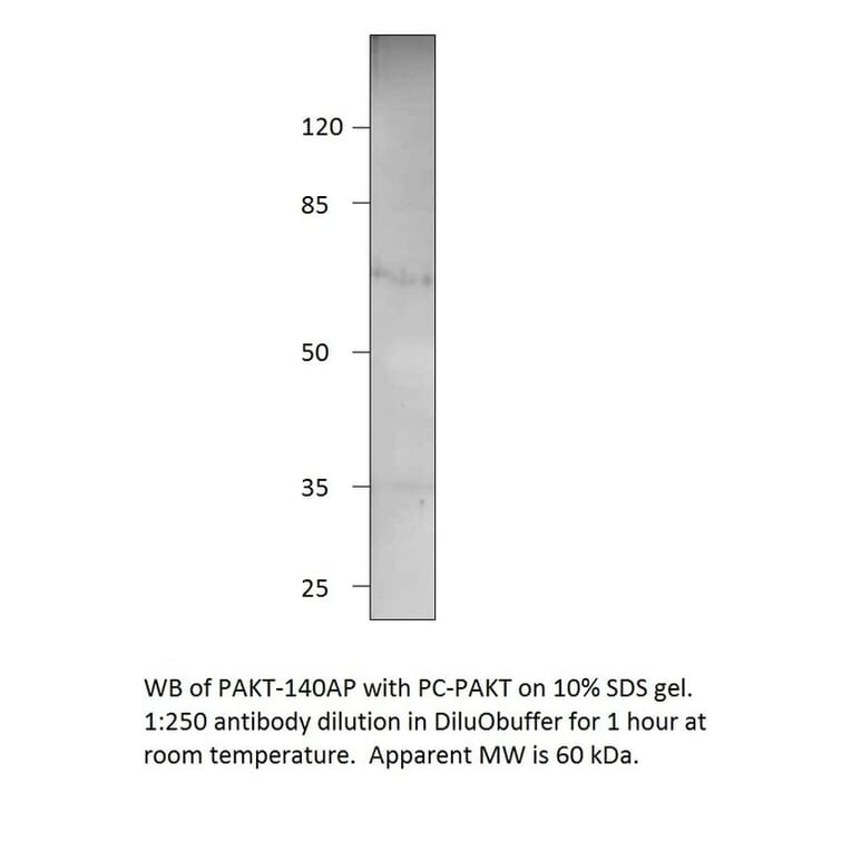Anti-Phospho-AKT1 Antibody from FabGennix (PAKT-140AP) - Antibodies.com