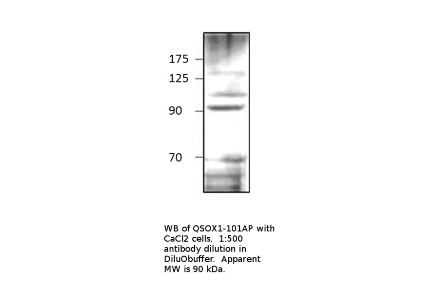 Anti-Quiescin Q6 Antibody from FabGennix (QSOX1-101AP) - Antibodies.com