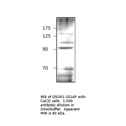 Anti-Quiescin Q6 Antibody from FabGennix (QSOX1-101AP) - Antibodies.com