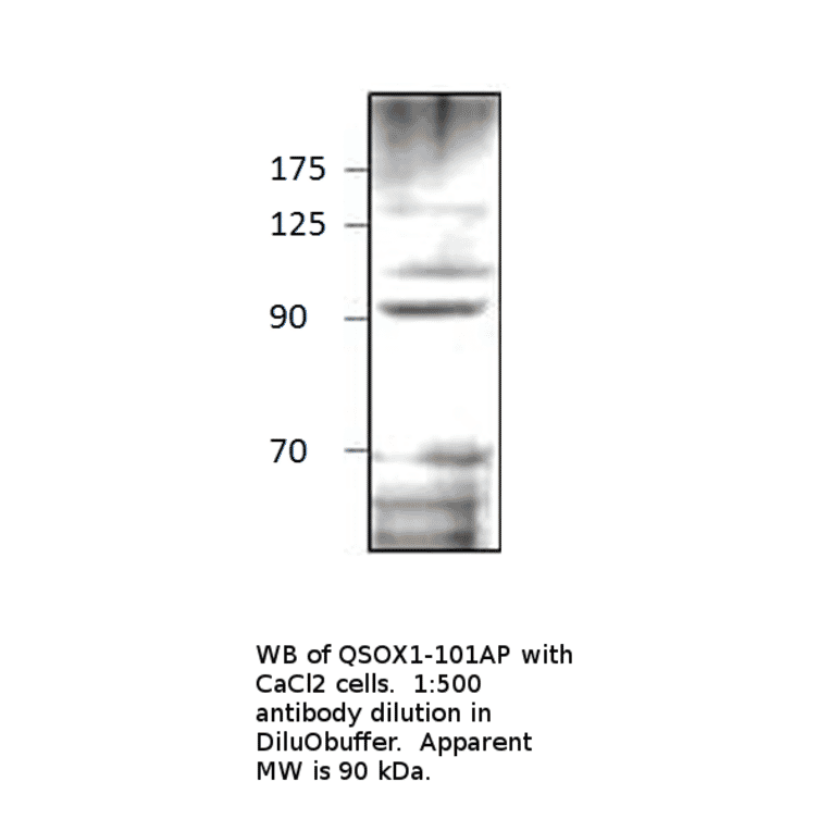 Anti-Quiescin Q6 Antibody from FabGennix (QSOX1-101AP) - Antibodies.com