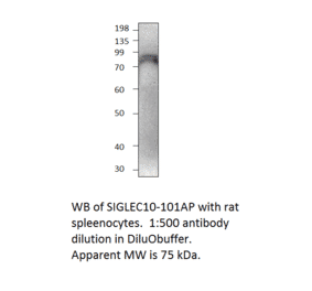 Anti-SIGLEC10 Antibody from FabGennix (SIGLEC10-101AP) - Antibodies.com