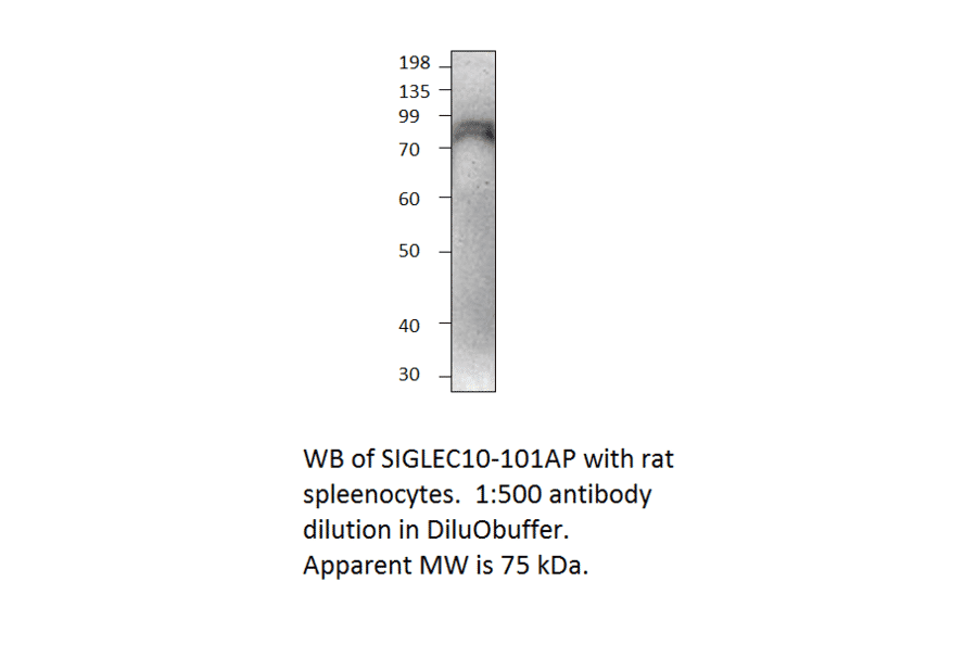 Anti-SIGLEC10 Antibody from FabGennix (SIGLEC10-101AP) - Antibodies.com