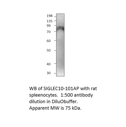 Anti-SIGLEC10 Antibody from FabGennix (SIGLEC10-101AP) - Antibodies.com