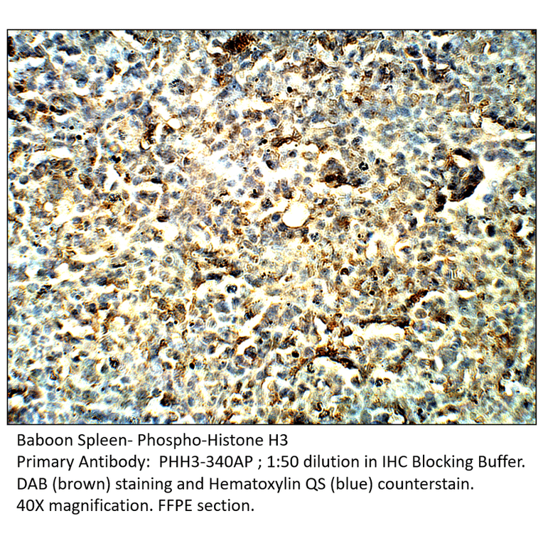 Anti-Phospho-Histone H3 Antibody (S10) from FabGennix (PHH3-340AP) - Antibodies.com