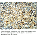 Anti-Phospho-Histone H3 Antibody (S10) from FabGennix (PHH3-340AP) - Antibodies.com