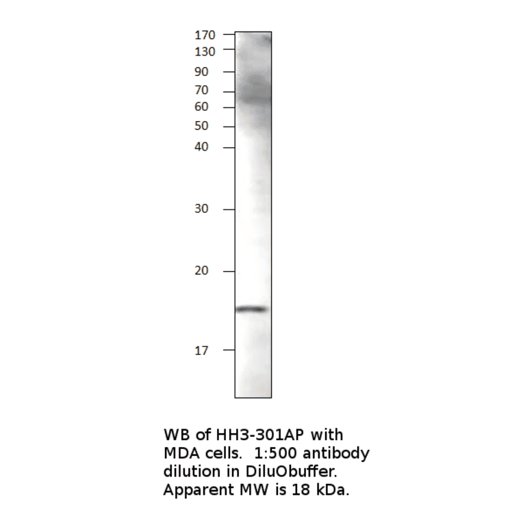 Anti-Phospho-Histone H3 Antibody (S10) from FabGennix (PHH3-340AP) - Antibodies.com