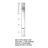 Anti-Phospho-Histone H3 Antibody (S10) from FabGennix (PHH3-340AP) - Antibodies.com