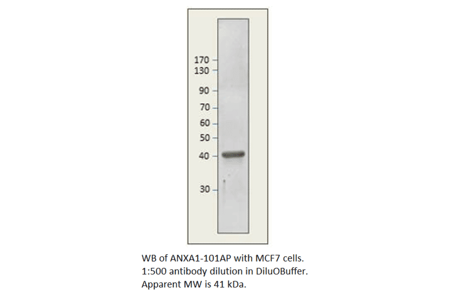 Anti-Annexin A1 Antibody from FabGennix (ANXA1-101AP) - Antibodies.com