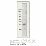 Anti-Annexin A1 Antibody from FabGennix (ANXA1-101AP) - Antibodies.com
