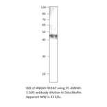 Anti-Annexin A9 Antibody from FabGennix (ANXA9-901AP) - Antibodies.com