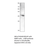 Anti-Annexin A9 Antibody from FabGennix (ANXA9-901AP) - Antibodies.com