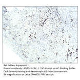 Anti-Aquaporin 1 Antibody from FabGennix (AQP1-101AP) - Antibodies.com