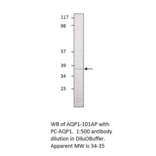 Anti-Aquaporin 1 Antibody from FabGennix (AQP1-101AP) - Antibodies.com