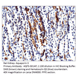 Anti-Aquaporin 3 Antibody from FabGennix (AQP3-301AP) - Antibodies.com
