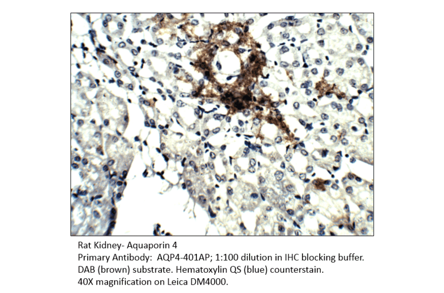 Anti-Aquaporin 4 Antibody from FabGennix (AQP4-401AP) - Antibodies.com