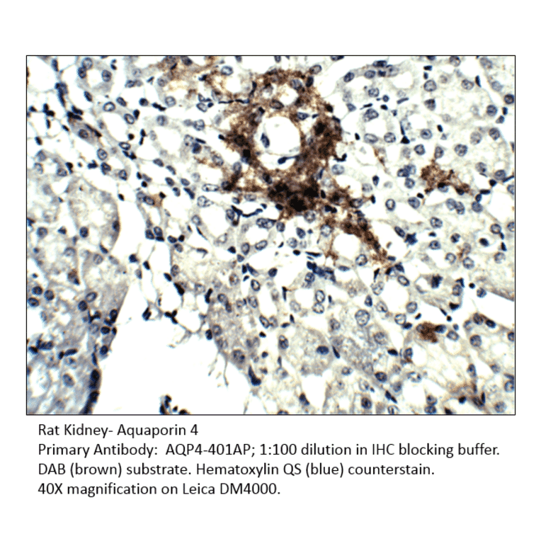 Anti-Aquaporin 4 Antibody from FabGennix (AQP4-401AP) - Antibodies.com