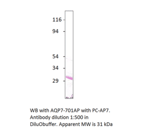 Anti-Aquaporin 7 Antibody from FabGennix (AQP7-701AP) - Antibodies.com