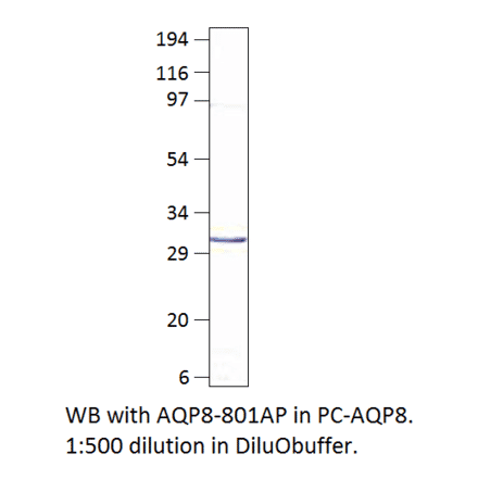 Anti-Aquaporin 8 Antibody from FabGennix (AQP8-801AP) - Antibodies.com