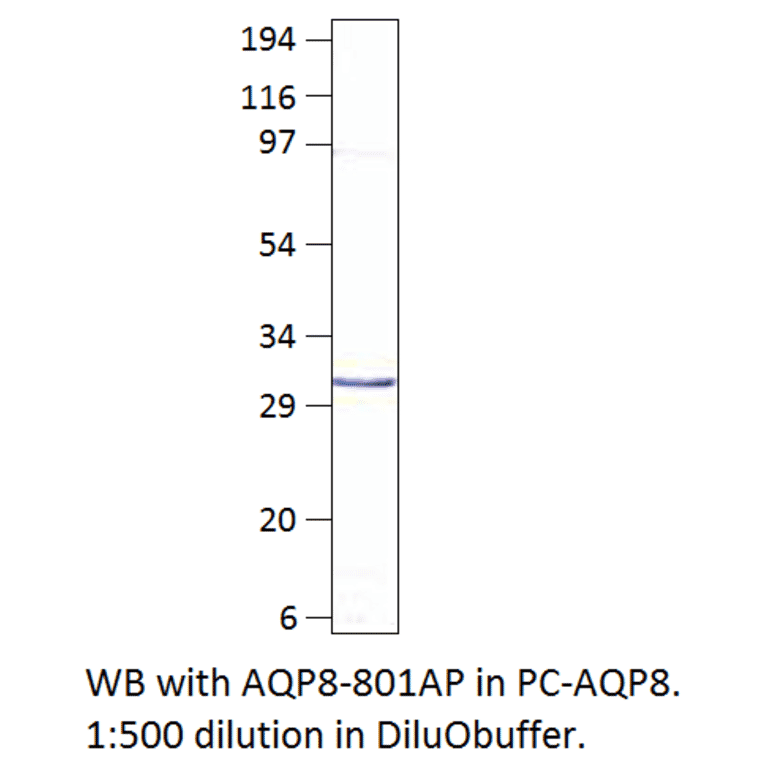 Anti-Aquaporin 8 Antibody from FabGennix (AQP8-801AP) - Antibodies.com