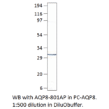 Anti-Aquaporin 8 Antibody from FabGennix (AQP8-801AP) - Antibodies.com