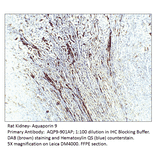 Anti-Aquaporin 9 Antibody from FabGennix (AQP9-901AP) - Antibodies.com