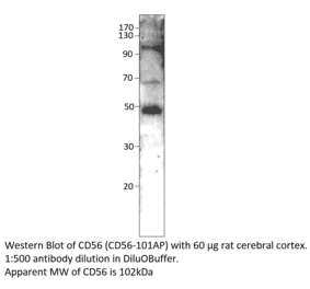 Anti-CD56 / NCAM Antibody from FabGennix (CD56-101AP) - Antibodies.com
