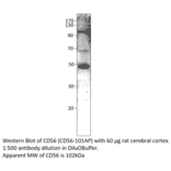 Anti-CD56 / NCAM Antibody from FabGennix (CD56-101AP) - Antibodies.com
