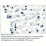 Anti-CD56 / NCAM Antibody from FabGennix (CD56-101AP) - Antibodies.com