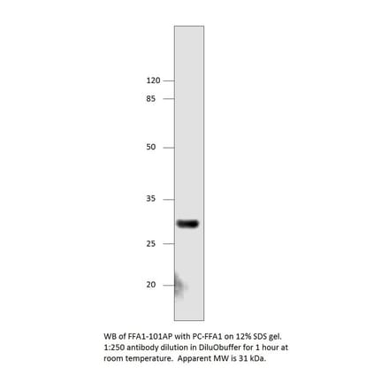 Anti-GPCR GPR40 Antibody from FabGennix (FFAR1-101AP) - Antibodies.com
