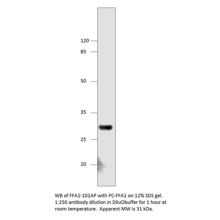 Anti-GPCR GPR40 Antibody from FabGennix (FFAR1-101AP) - Antibodies.com
