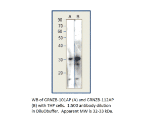 Anti-Granzyme B Antibody from FabGennix (GRNZB-101AP) - Antibodies.com