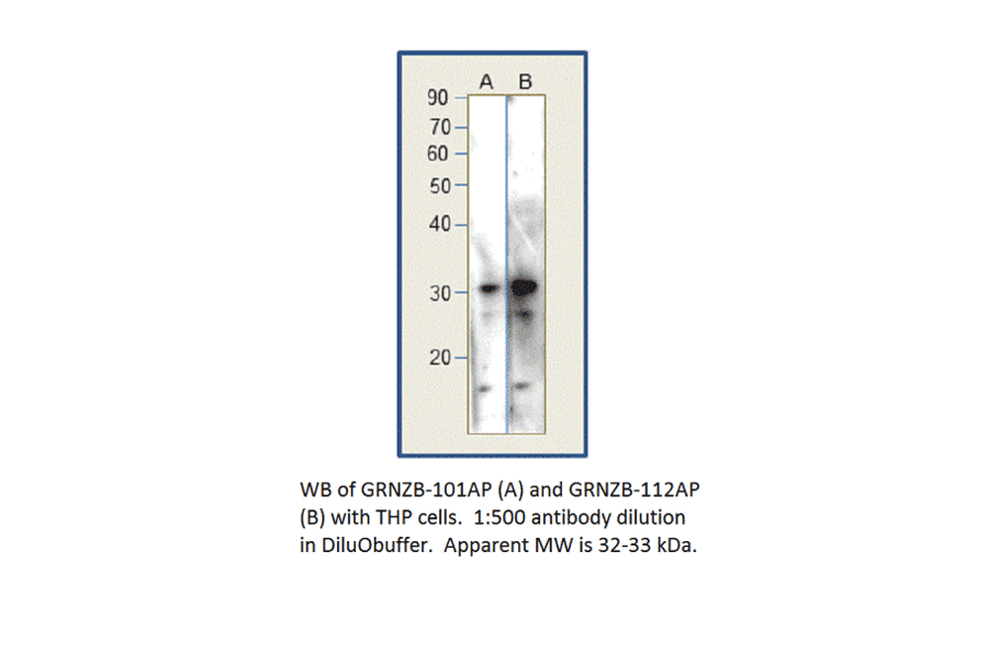 Anti-Granzyme B Antibody from FabGennix (GRNZB-101AP) - Antibodies.com