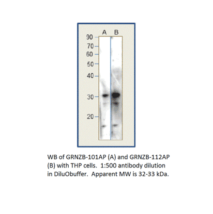 Anti-Granzyme B Antibody from FabGennix (GRNZB-101AP) - Antibodies.com