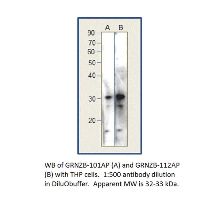 Anti-Granzyme B Antibody from FabGennix (GRNZB-112AP) - Antibodies.com