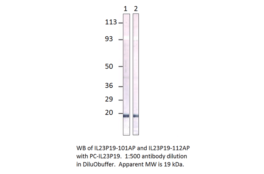 Anti-IL23 P19 Antibody from FabGennix (IL23P19-112AP) - Antibodies.com