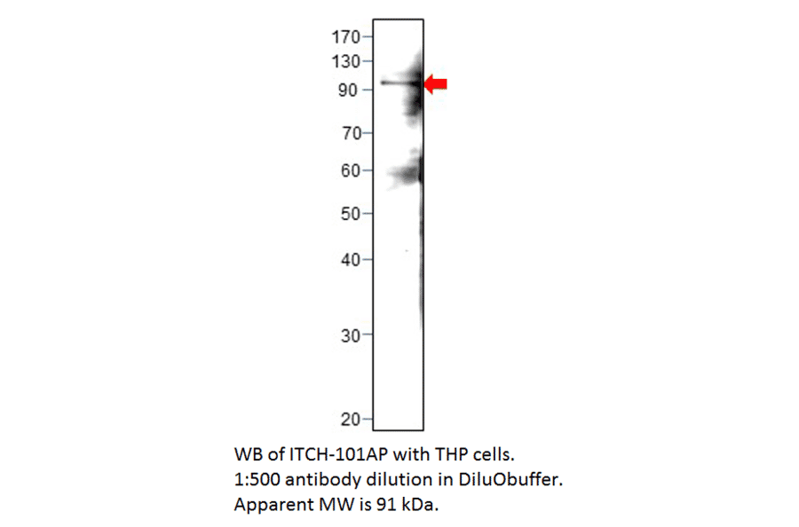 Anti-ITCH / AIP4 Antibody from FabGennix (ITCH-101AP) - Antibodies.com