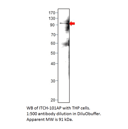 Anti-ITCH / AIP4 Antibody from FabGennix (ITCH-101AP) - Antibodies.com