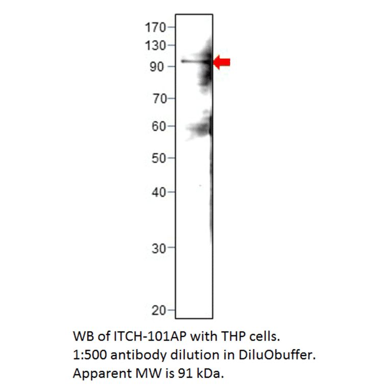 Anti-ITCH / AIP4 Antibody from FabGennix (ITCH-101AP) - Antibodies.com