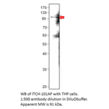 Anti-ITCH / AIP4 Antibody from FabGennix (ITCH-101AP) - Antibodies.com