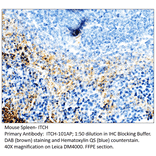 Anti-ITCH / AIP4 Antibody from FabGennix (ITCH-101AP) - Antibodies.com